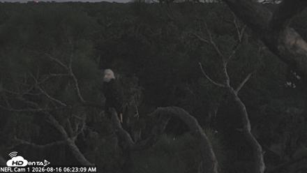 NE Florida Eagles Live Webcam - Aug 16, 2026, 6:24am EDT