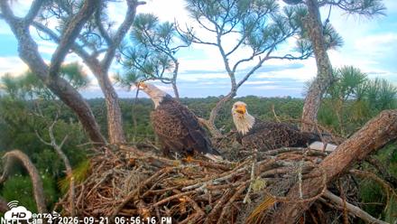 NE Florida Eagles Live Webcam - Sep 21, 2026, 6:57pm EDT