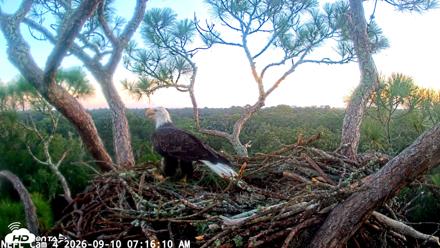 NE Florida Eagles Live Webcam - Sep 10, 2026, 7:18am EDT