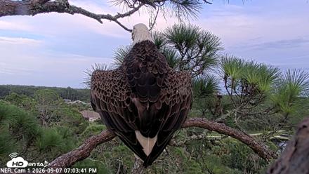 NE Florida Eagles Live Webcam - Sep 7, 2026, 7:04pm EDT