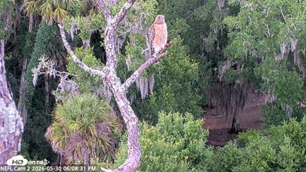 NE Florida Eagles Live Webcam - May 30, 2026, 6:09pm EDT
