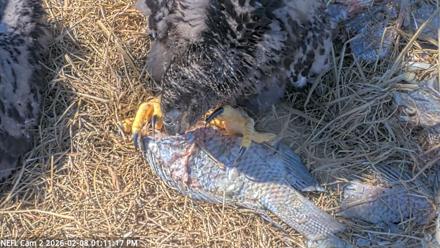 NE Florida Eagles Live Webcam - Feb 8, 2026, 1:11pm EST