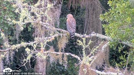 NE Florida Eagles Live Webcam - Oct 6, 2026, 3:44pm EDT