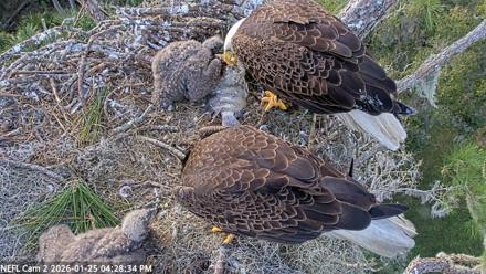 NE Florida Eagles Live Webcam - Jan 25, 2026, 4:29pm EST
