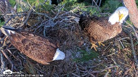 NE Florida Eagles Live Webcam - Apr 27, 2026, 7:45am EDT