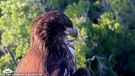 NE Florida Eagles Live Webcam - Apr 15, 2026, 6:55pm EDT