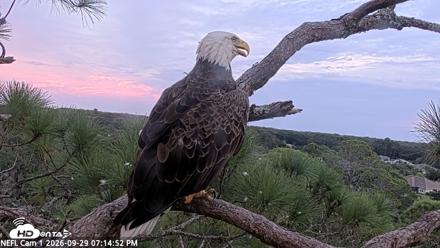 NE Florida Eagles Live Webcam - Sep 29, 2026, 7:15pm EDT