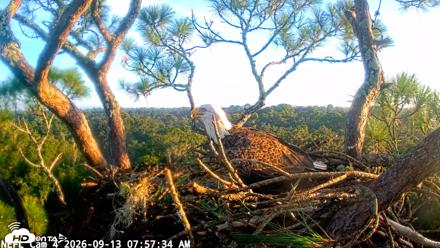 NE Florida Eagles Live Webcam - Sep 13, 2026, 7:58am EDT