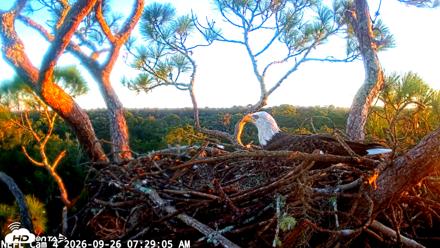 NE Florida Eagles Live Webcam - Sep 26, 2026, 7:30am EDT