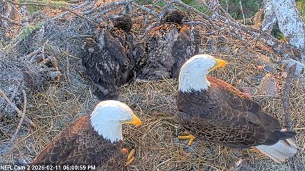 NE Florida Eagles Live Webcam - Feb 11, 2026, 6:01pm EST