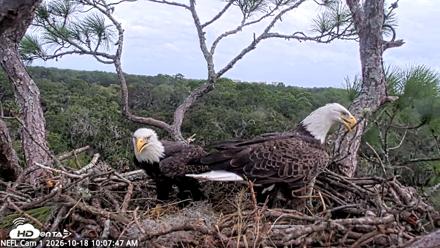 NE Florida Eagles Live Webcam - Oct 18, 2026, 10:08am EDT