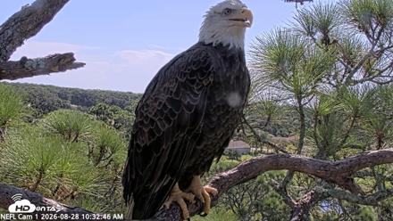 NE Florida Eagles Live Webcam - Aug 28, 2026, 10:33am EDT