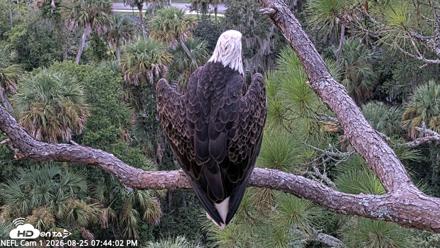 NE Florida Eagles Live Webcam - Aug 25, 2026, 7:44pm EDT
