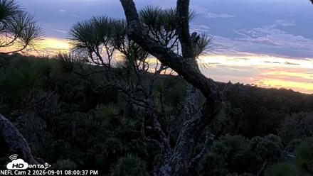 NE Florida Eagles Live Webcam - Sep 1, 2026, 8:01pm EDT