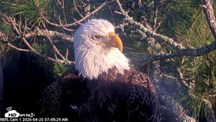 NE Florida Eagles Live Webcam - Apr 25, 2026, 7:50am EDT