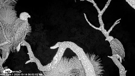 NE Florida Eagles Live Webcam - Oct 14, 2026, 6:04am EDT