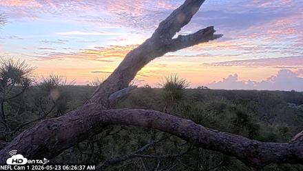 NE Florida Eagles Live Webcam - May 23, 2026, 6:27am EDT