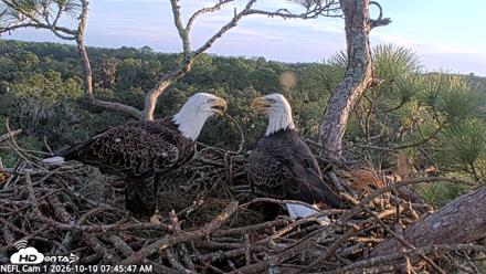 NE Florida Eagles Live Webcam - Oct 10, 2026, 7:46am EDT