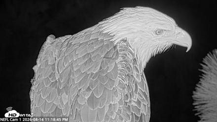 NE Florida Eagles Live Webcam - Aug 14, 2026, 11:19pm EDT