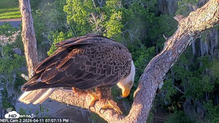 NE Florida Eagles Live Webcam - Apr 11, 2026, 7:07pm EDT