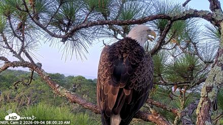 NE Florida Eagles Live Webcam - Sep 4, 2026, 8:01am EDT