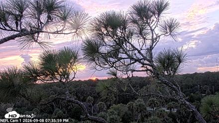 NE Florida Eagles Live Webcam - Sep 8, 2026, 7:36pm EDT