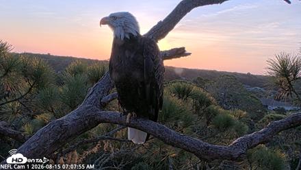 NE Florida Eagles Live Webcam - Aug 15, 2026, 7:08am EDT