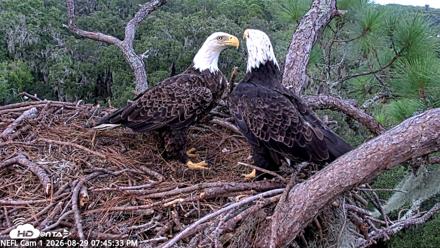 NE Florida Eagles Live Webcam - Aug 29, 2026, 7:46pm EDT