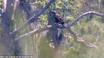 NE Florida Eagles Live Webcam - Apr 4, 2026, 2:09pm EDT