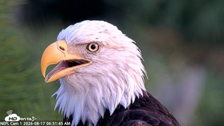 NE Florida Eagles Live Webcam - Aug 17, 2026, 6:52am EDT