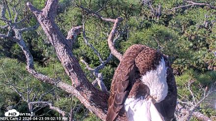 NE Florida Eagles Live Webcam - Apr 23, 2026, 9:03am EDT