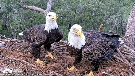 NE Florida Eagles Live Webcam - Aug 29, 2026, 7:36pm EDT