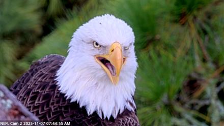 NE Florida Eagles Live Webcam - Nov 7, 2025, 7:45am EST