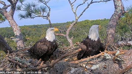 NE Florida Eagles Live Webcam - Nov 21, 2025, 1:04pm EST
