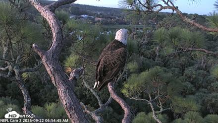 NE Florida Eagles Live Webcam - Sep 22, 2026, 6:55am EDT