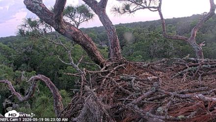 NE Florida Eagles Live Webcam - May 19, 2026, 6:24am EDT