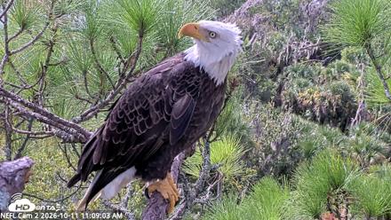 NE Florida Eagles Live Webcam - Oct 11, 2026, 11:10am EDT