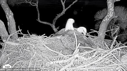 NE Florida Eagles Live Webcam - Oct 10, 2026, 7:20pm EDT