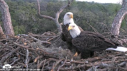 NE Florida Eagles Live Webcam - Sep 30, 2026, 7:10am EDT