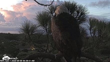 NE Florida Eagles Live Webcam - Sep 8, 2026, 6:39am EDT