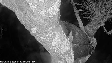 NE Florida Eagles Live Webcam - Apr 2, 2026, 9:30pm EDT