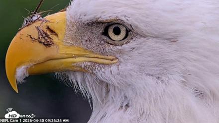 NE Florida Eagles Live Webcam - Apr 30, 2026, 9:27am EDT