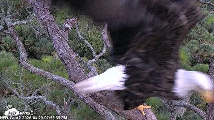 NE Florida Eagles Live Webcam - Aug 29, 2026, 7:58pm EDT