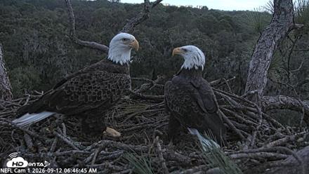 NE Florida Eagles Live Webcam - Sep 12, 2026, 6:47am EDT