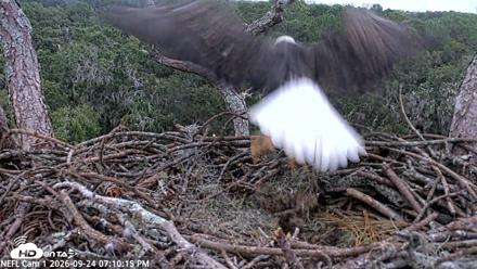 NE Florida Eagles Live Webcam - Sep 24, 2026, 7:11pm EDT