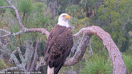 NE Florida Eagles Live Webcam - Dec 10, 2025, 3:19pm EST