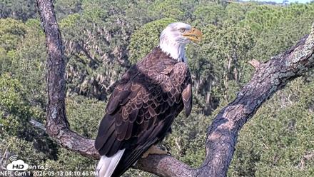 NE Florida Eagles Live Webcam - Sep 13, 2026, 4:11pm EDT