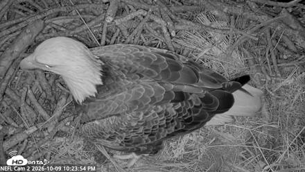 NE Florida Eagles Live Webcam - Oct 9, 2026, 10:24pm EDT