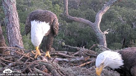 NE Florida Eagles Live Webcam - Oct 1, 2026, 7:10am EDT
