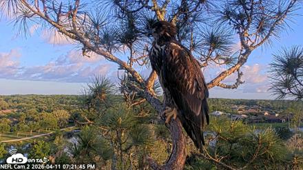 NE Florida Eagles Live Webcam - Apr 11, 2026, 7:22pm EDT